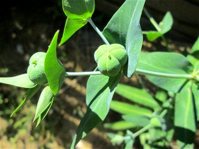 Kreuzblättrige Wolfsmilch (Euphorbia lathyris) am Halberg-Klinikum in Brebach-Fechingen photo