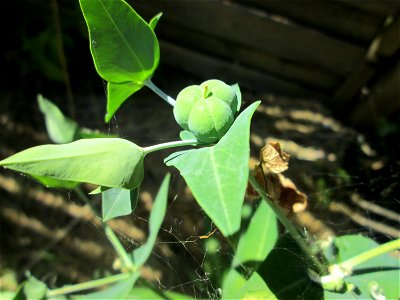 Kreuzblättrige Wolfsmilch (Euphorbia lathyris) am Halberg-Klinikum in Brebach-Fechingen photo