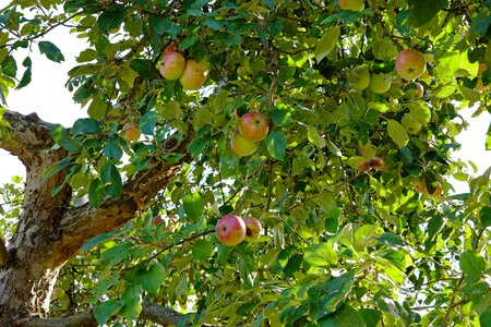 Branch apfelernte fruit