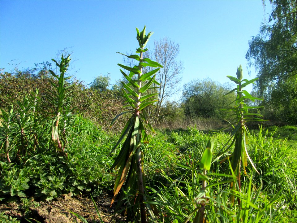Kreuzblättrige Wolfsmilch (Euphorbia lathyris) im Güdinger Allmet