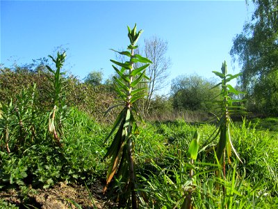 Kreuzblättrige Wolfsmilch (Euphorbia lathyris) im Güdinger Allmet