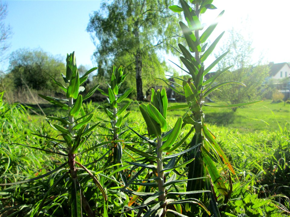 Kreuzblättrige Wolfsmilch (Euphorbia lathyris) im Güdinger Allmet