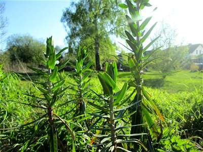 Kreuzblättrige Wolfsmilch (Euphorbia lathyris) im Güdinger Allmet photo