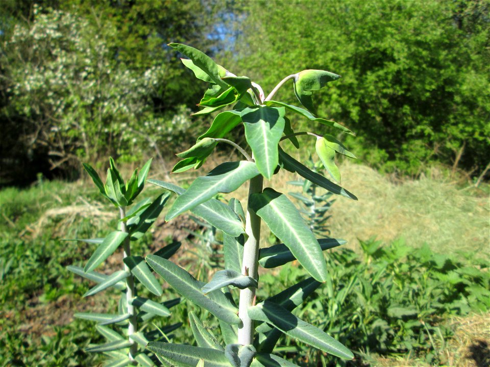 Kreuzblättrige Wolfsmilch (Euphorbia lathyris) im Güdinger Allmet