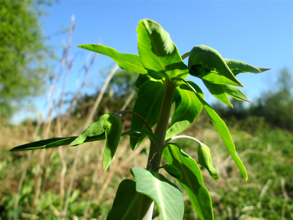 Kreuzblättrige Wolfsmilch (Euphorbia lathyris) im Güdinger Allmet