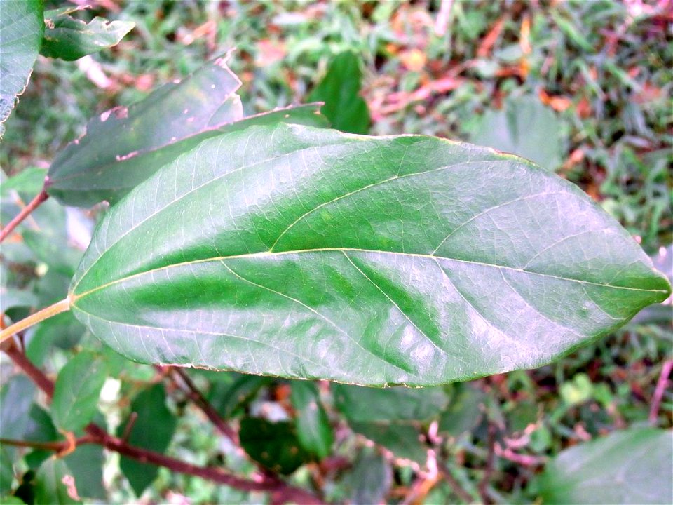 Mallotus philippensis, Mount Keira, NSW, Australia
