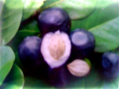 Chrysobalanus icaco Plante