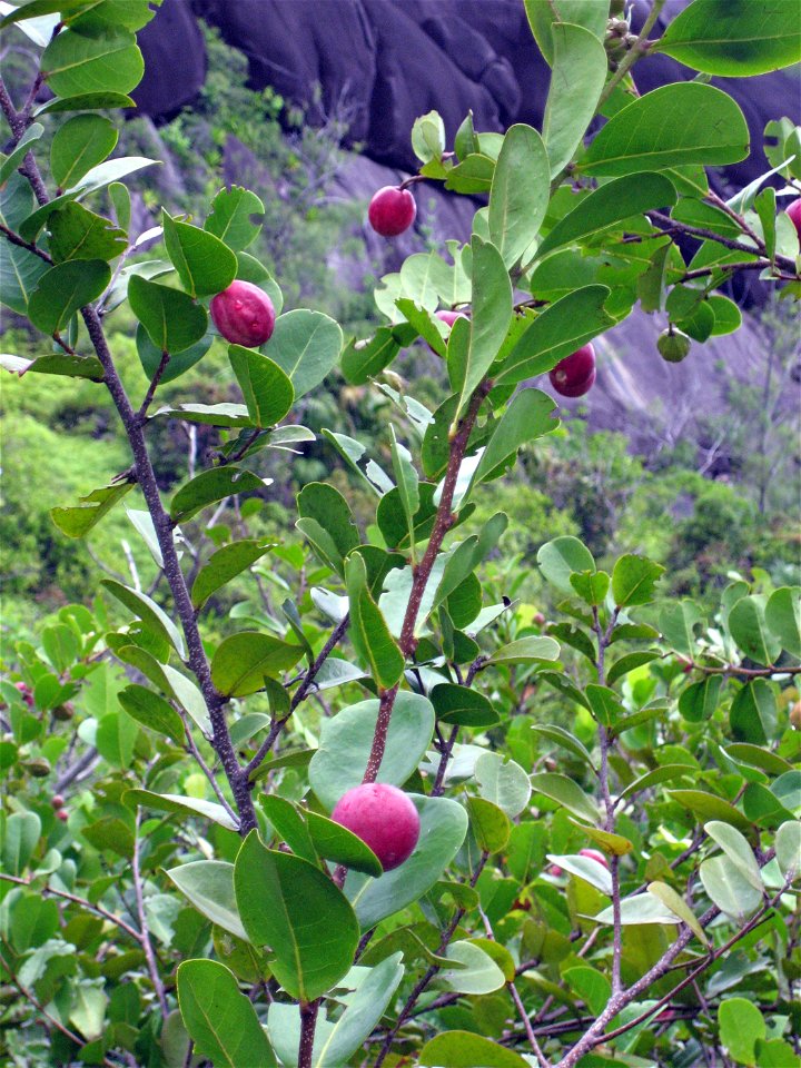 Chrysobalanus icaco ("Cocoplum") in Mahe, Seychelles