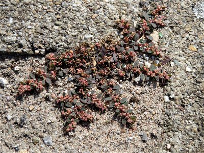 Ritzenbotanik: Gefleckte Wolfsmilch (Euphorbia maculata) auf Pflasterstein am Bahnhof Hockenheim - eingeschleppt aus Nordamerika