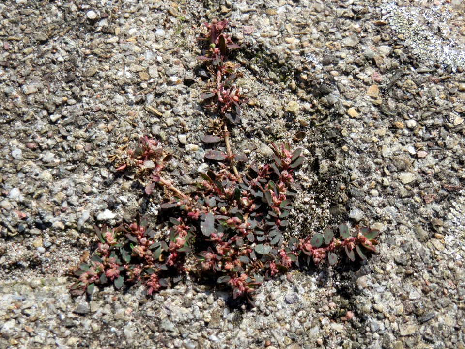 Ritzenbotanik: Gefleckte Wolfsmilch (Euphorbia maculata) auf Pflasterstein am Bahnhof Hockenheim - eingeschleppt aus Nordamerika