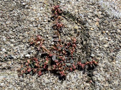 Ritzenbotanik: Gefleckte Wolfsmilch (Euphorbia maculata) auf Pflasterstein am Bahnhof Hockenheim - eingeschleppt aus Nordamerika
