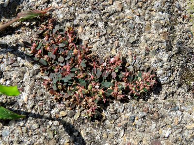 Ritzenbotanik: Gefleckte Wolfsmilch (Euphorbia maculata) auf Pflasterstein am Bahnhof Hockenheim - eingeschleppt aus Nordamerika