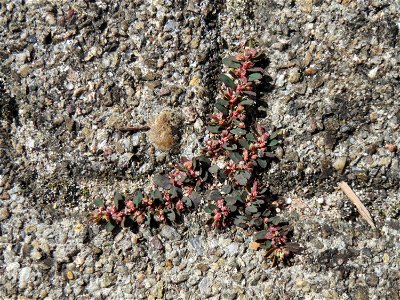 Ritzenbotanik: Gefleckte Wolfsmilch (Euphorbia maculata) auf Pflasterstein am Bahnhof Hockenheim - eingeschleppt aus Nordamerika