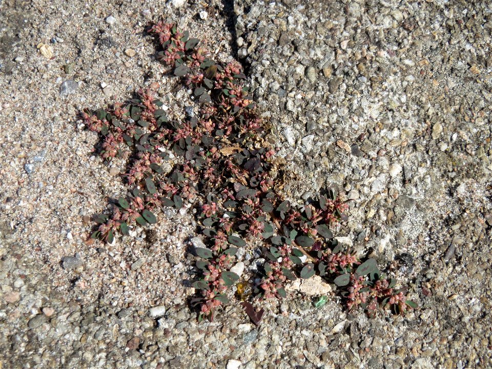 Ritzenbotanik: Gefleckte Wolfsmilch (Euphorbia maculata) auf Pflasterstein am Bahnhof Hockenheim - eingeschleppt aus Nordamerika