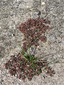 Ritzenbotanik: Gefleckte Wolfsmilch (Euphorbia maculata) auf Pflasterstein am Bahnhof Hockenheim - eingeschleppt aus Nordamerika