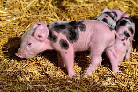 New born animal mammal