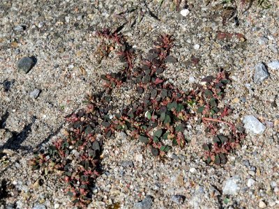 Ritzenbotanik: Gefleckte Wolfsmilch (Euphorbia maculata) auf Pflasterstein am Bahnhof Hockenheim - eingeschleppt aus Nordamerika