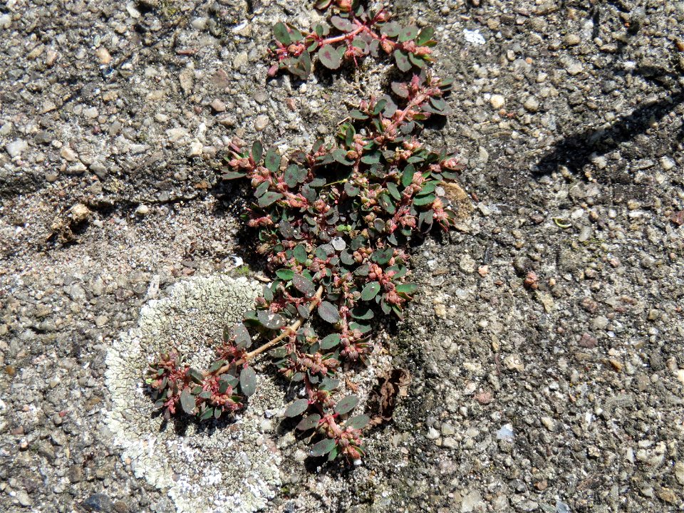 Ritzenbotanik: Gefleckte Wolfsmilch (Euphorbia maculata) auf Pflasterstein am Bahnhof Hockenheim - eingeschleppt aus Nordamerika