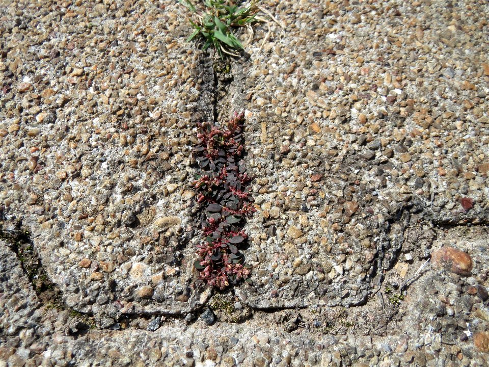 Ritzenbotanik: Gefleckte Wolfsmilch (Euphorbia maculata) auf Pflasterstein am Bahnhof Hockenheim - eingeschleppt aus Nordamerika