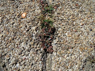 Ritzenbotanik: Gefleckte Wolfsmilch (Euphorbia maculata) auf Pflasterstein am Bahnhof Hockenheim - eingeschleppt aus Nordamerika