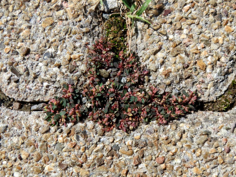 Ritzenbotanik: Gefleckte Wolfsmilch (Euphorbia maculata) auf Pflasterstein am Bahnhof Hockenheim - eingeschleppt aus Nordamerika