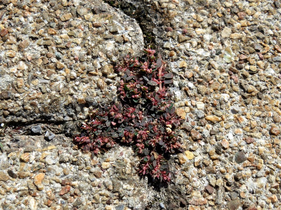 Ritzenbotanik: Gefleckte Wolfsmilch (Euphorbia maculata) auf Pflasterstein am Bahnhof Hockenheim - eingeschleppt aus Nordamerika