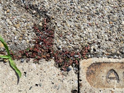 Ritzenbotanik: Gefleckte Wolfsmilch (Euphorbia maculata) auf Pflasterstein am Bahnhof Hockenheim - eingeschleppt aus Nordamerika