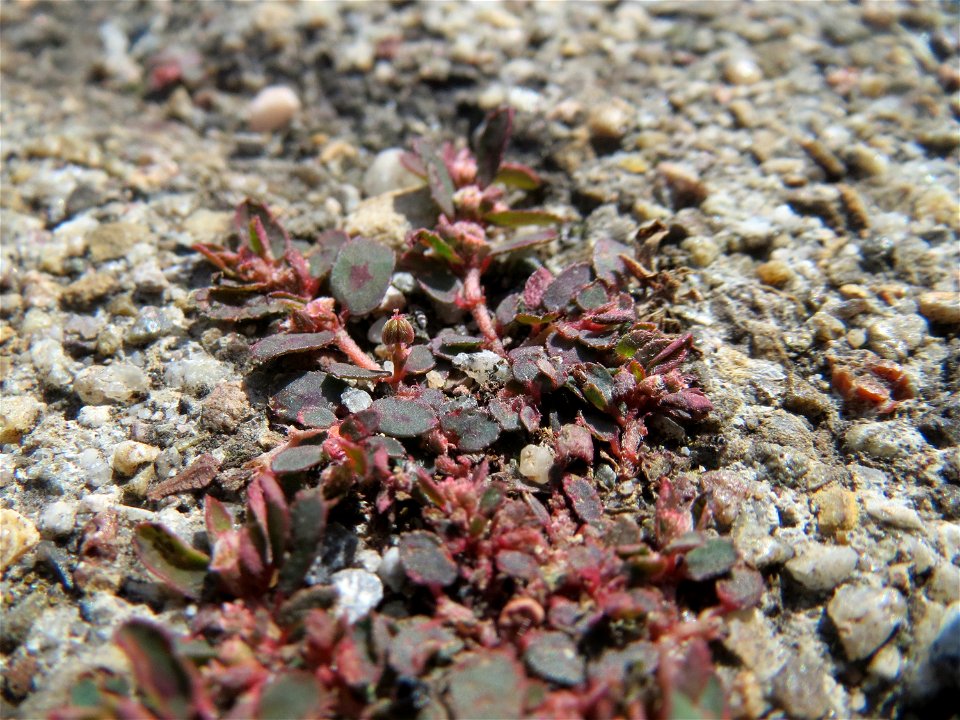 Ritzenbotanik: Gefleckte Wolfsmilch (Euphorbia maculata) auf Pflasterstein am Bahnhof Hockenheim - eingeschleppt aus Nordamerika