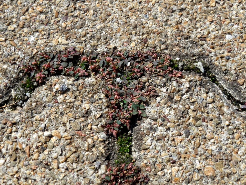Ritzenbotanik: Gefleckte Wolfsmilch (Euphorbia maculata) auf Pflasterstein am Bahnhof Hockenheim - eingeschleppt aus Nordamerika
