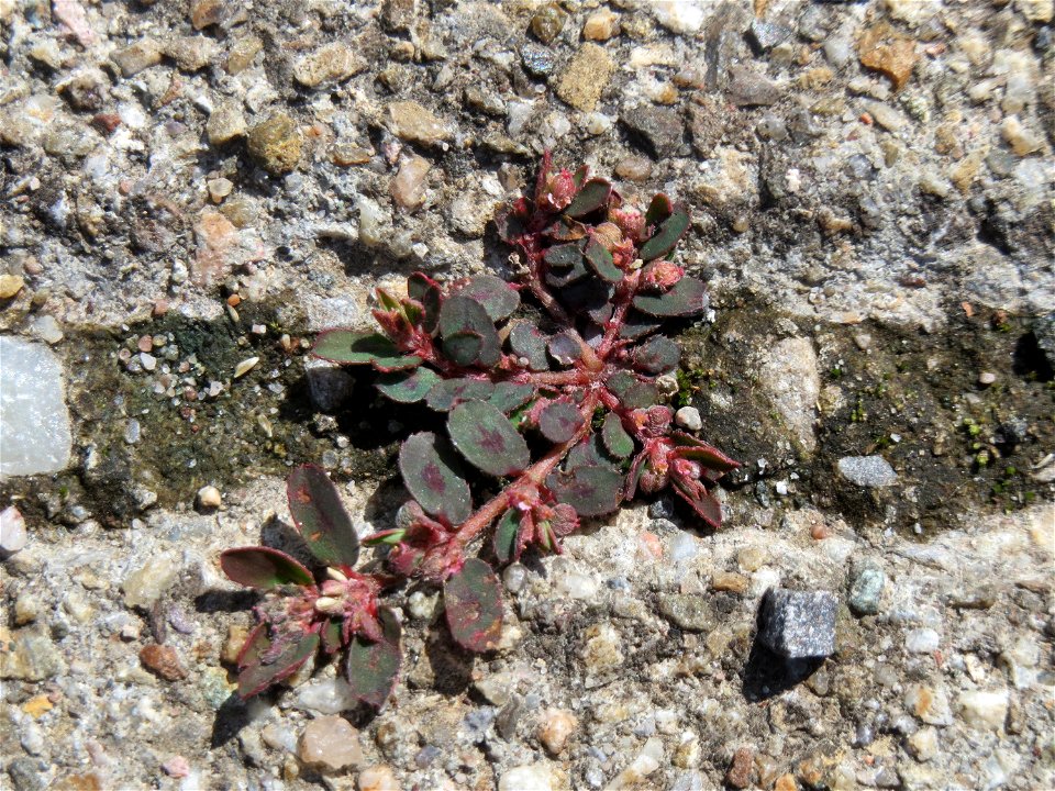 Ritzenbotanik: Gefleckte Wolfsmilch (Euphorbia maculata) auf Pflasterstein am Bahnhof Hockenheim - eingeschleppt aus Nordamerika