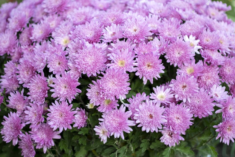 Chrysanthemum in the fall plant