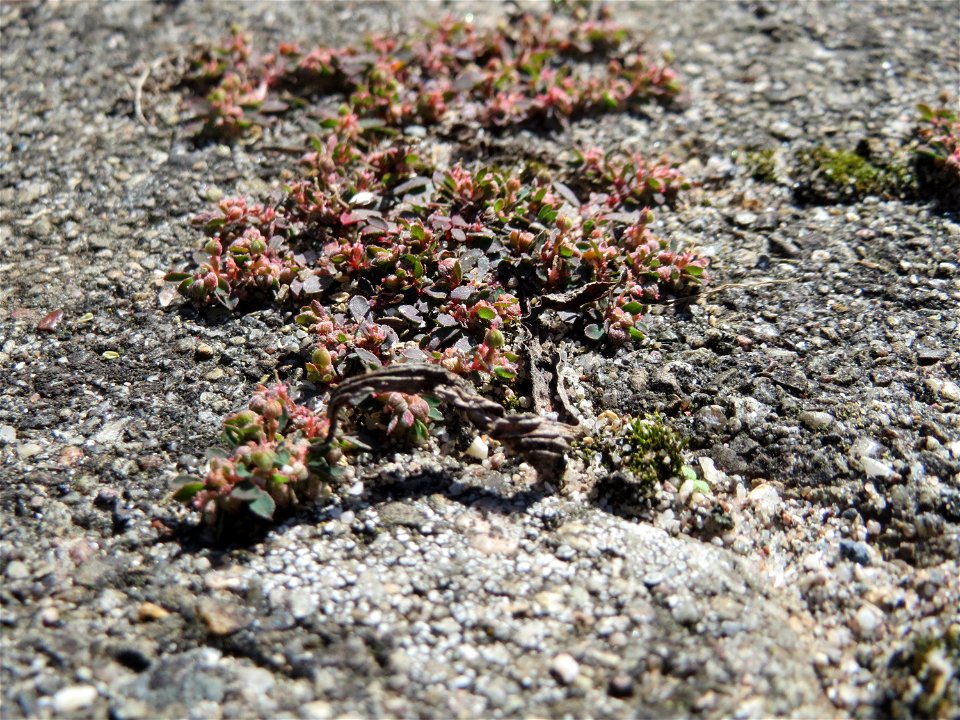 Ritzenbotanik: Gefleckte Wolfsmilch (Euphorbia maculata) auf Pflasterstein am Bahnhof Hockenheim - eingeschleppt aus Nordamerika