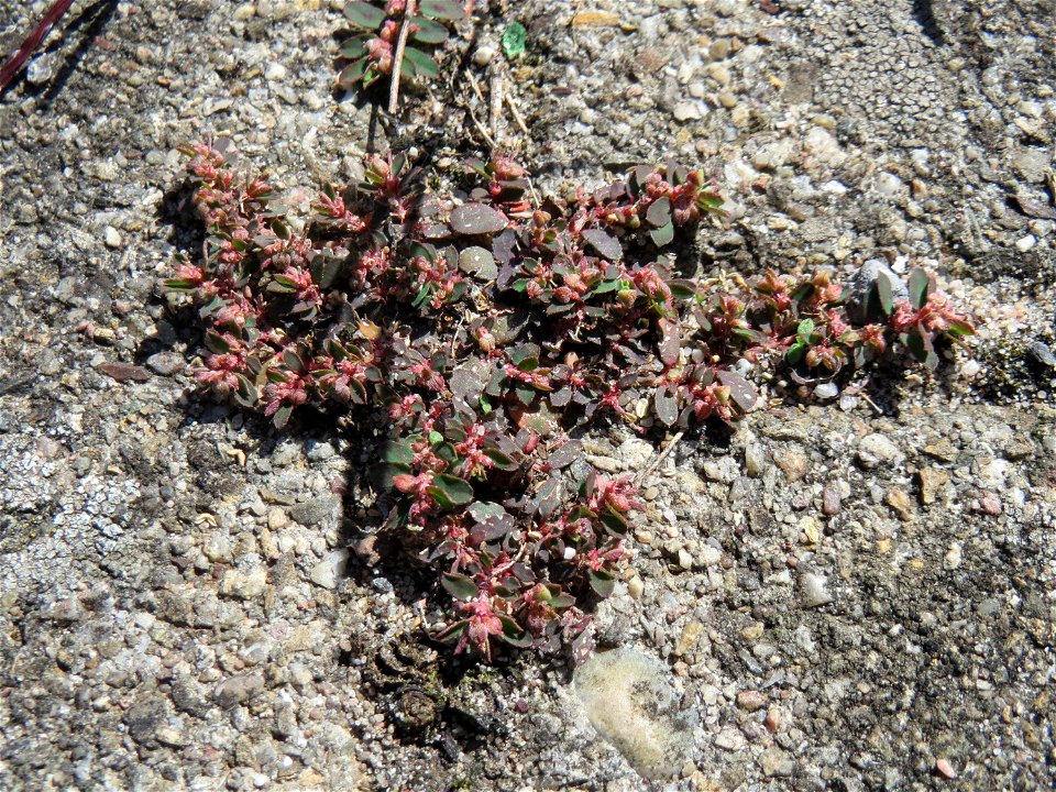 Ritzenbotanik: Gefleckte Wolfsmilch (Euphorbia maculata) auf Pflasterstein am Bahnhof Hockenheim - eingeschleppt aus Nordamerika