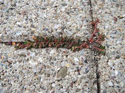 Ritzenbotanik: Gefleckte Wolfsmilch (Euphorbia maculata) auf Pflasterstein in Schwetzingen - eingeschleppt aus Nordamerika