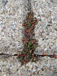 Ritzenbotanik: Gefleckte Wolfsmilch (Euphorbia maculata) auf Pflasterstein in Schwetzingen - eingeschleppt aus Nordamerika