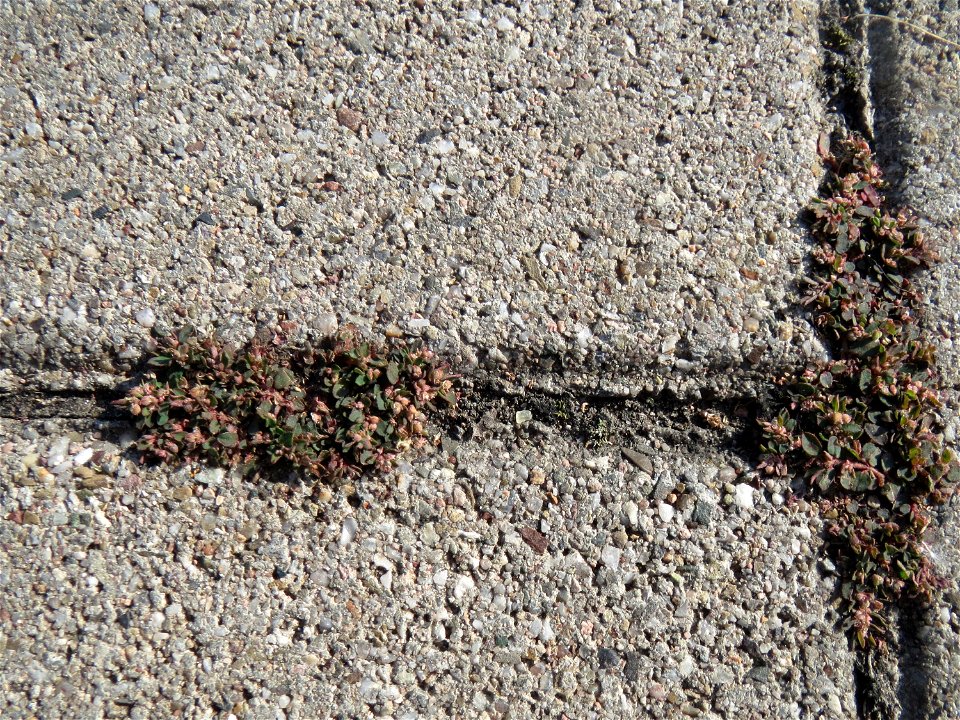 Ritzenbotanik: Gefleckte Wolfsmilch (Euphorbia maculata) auf Pflasterstein in Hockenheim - eingeschleppt aus Nordamerika