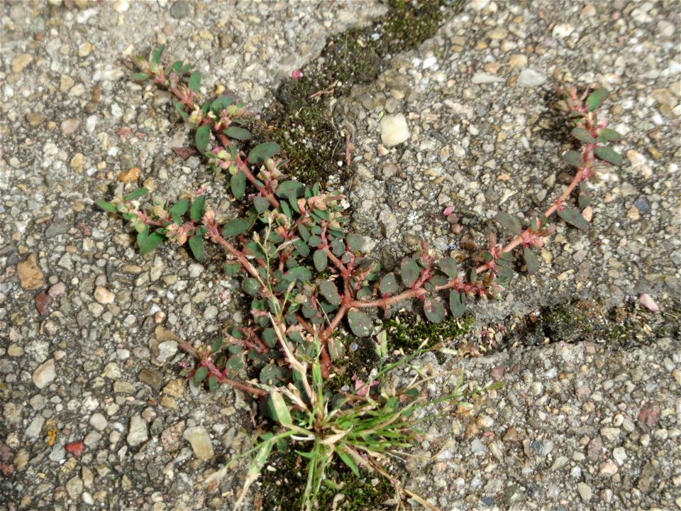Ritzenbotanik: Gefleckte Wolfsmilch (Euphorbia maculata) auf Pflasterstein in der Heidelberger Straße in Schwetzingen - eingeschleppt aus Nordamerika