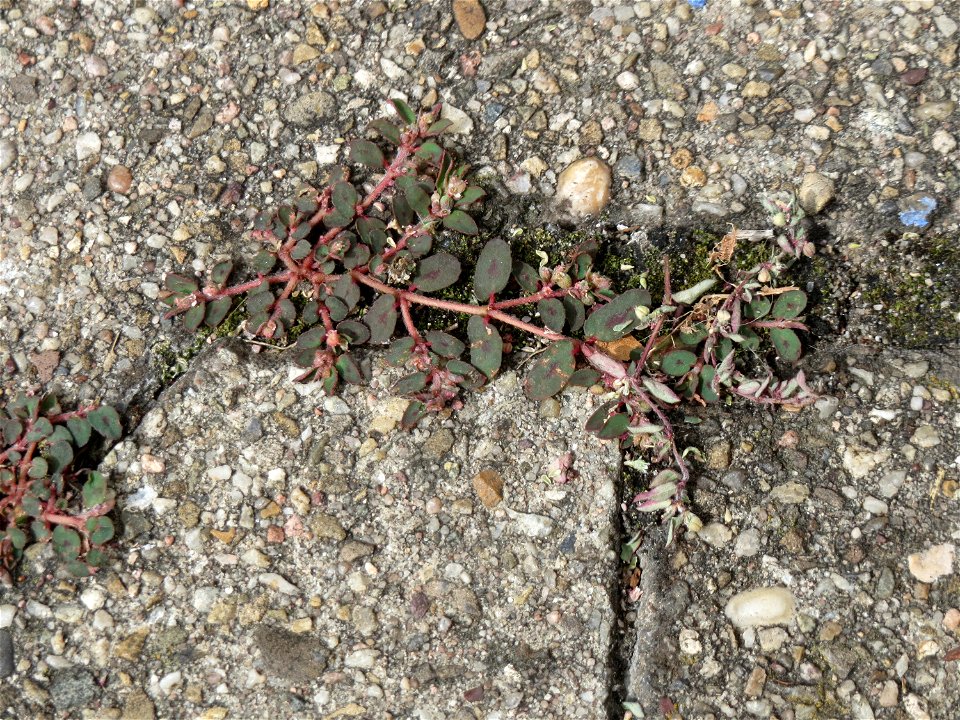 Ritzenbotanik: Gefleckte Wolfsmilch (Euphorbia maculata) auf Pflasterstein in der Heidelberger Straße in Schwetzingen - eingeschleppt aus Nordamerika