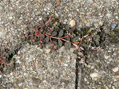 Ritzenbotanik: Gefleckte Wolfsmilch (Euphorbia maculata) auf Pflasterstein in der Heidelberger Straße in Schwetzingen - eingeschleppt aus Nordamerika