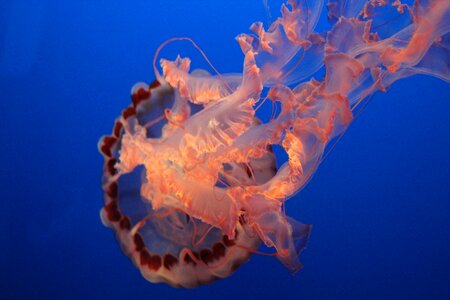 Water nature marine