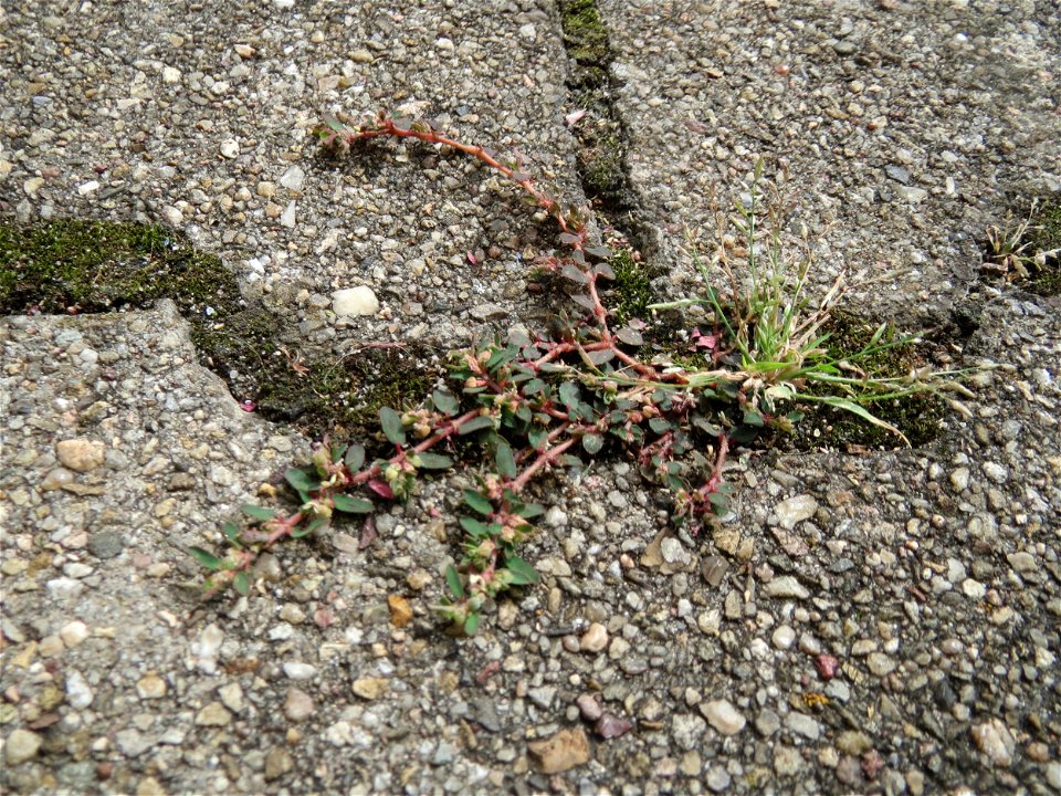 Ritzenbotanik: Gefleckte Wolfsmilch (Euphorbia maculata) auf Pflasterstein in der Heidelberger Straße in Schwetzingen - eingeschleppt aus Nordamerika