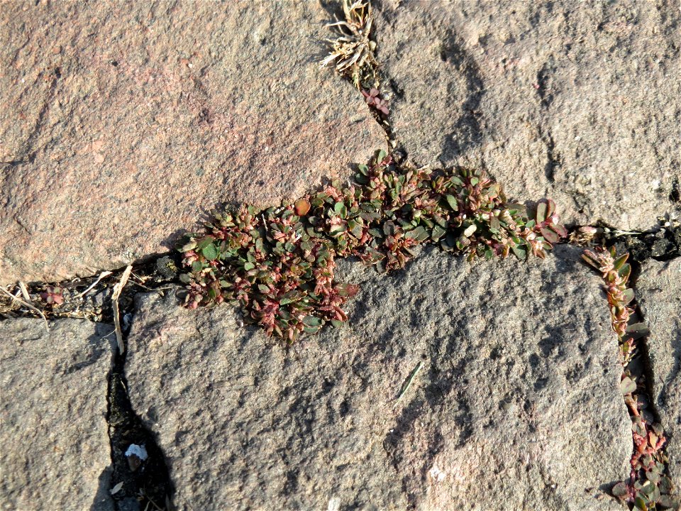 Ritzenbotanik: Gefleckte Wolfsmilch (Euphorbia maculata) auf Pflasterstein in Schwetzingen - eingeschleppt aus Nordamerika