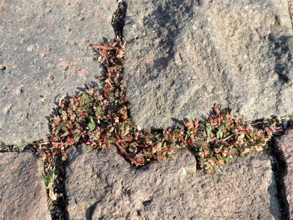 Ritzenbotanik: Gefleckte Wolfsmilch (Euphorbia maculata) auf Pflasterstein in Schwetzingen - eingeschleppt aus Nordamerika