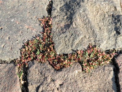 Ritzenbotanik: Gefleckte Wolfsmilch (Euphorbia maculata) auf Pflasterstein in Schwetzingen - eingeschleppt aus Nordamerika
