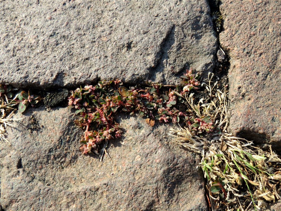 Ritzenbotanik: Gefleckte Wolfsmilch (Euphorbia maculata) auf Pflasterstein in Schwetzingen - eingeschleppt aus Nordamerika