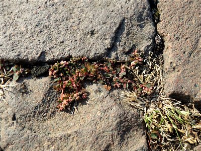 Ritzenbotanik: Gefleckte Wolfsmilch (Euphorbia maculata) auf Pflasterstein in Schwetzingen - eingeschleppt aus Nordamerika