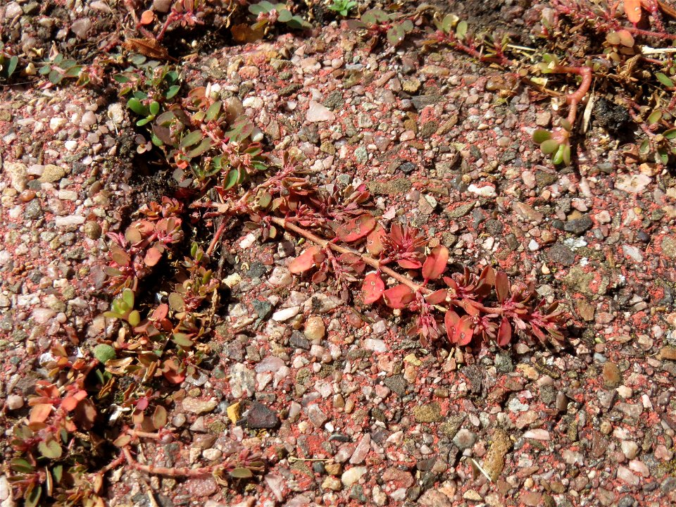 Ritzenbotanik: Gefleckte Wolfsmilch (Euphorbia maculata) auf Pflasterstein in Hockenheim - eingeschleppt aus Nordamerika
