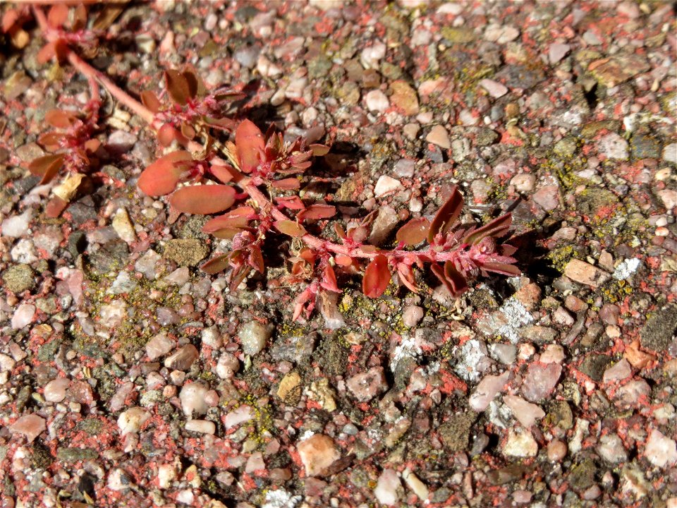 Ritzenbotanik: Gefleckte Wolfsmilch (Euphorbia maculata) auf Pflasterstein in Hockenheim - eingeschleppt aus Nordamerika
