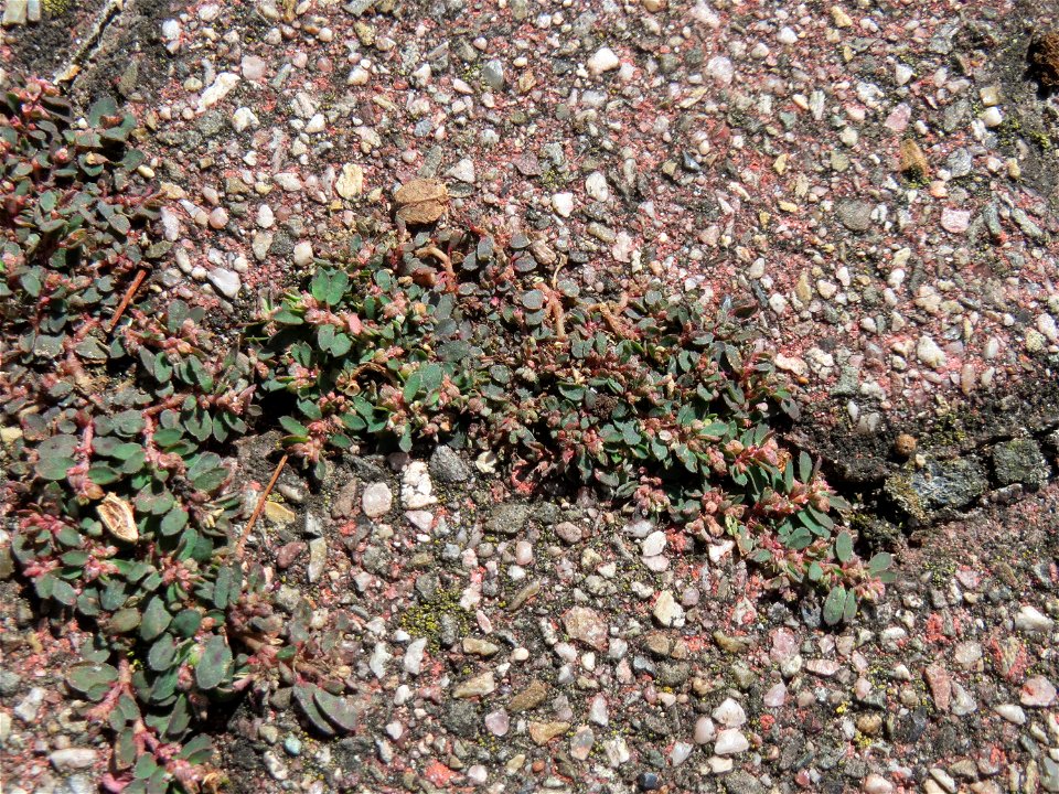 Ritzenbotanik: Gefleckte Wolfsmilch (Euphorbia maculata) auf Pflasterstein in Hockenheim - eingeschleppt aus Nordamerika