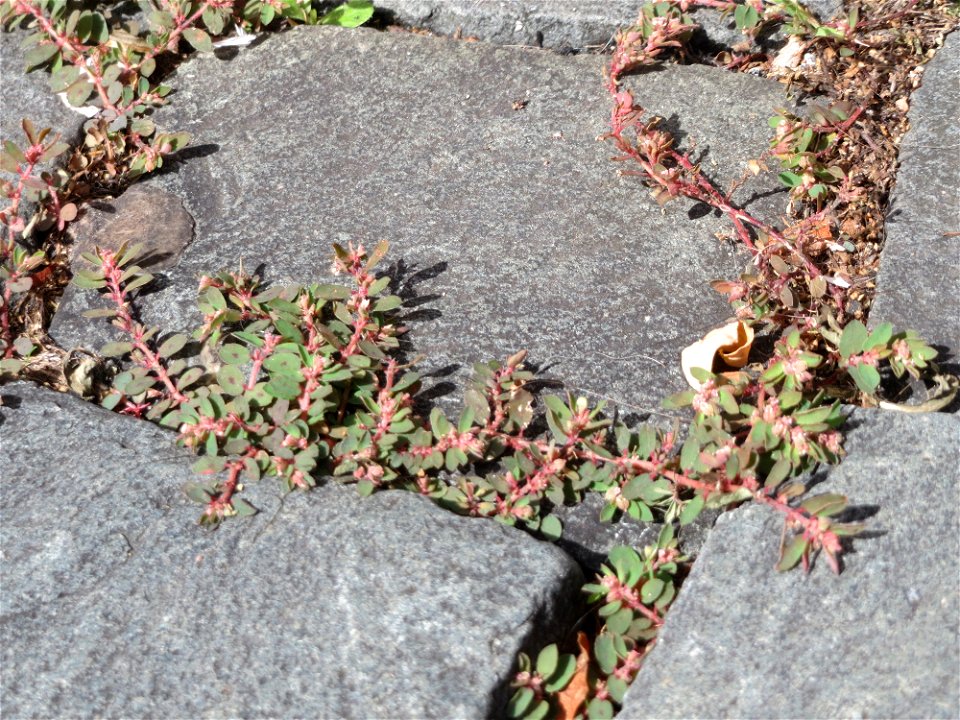 Ritzenbotanik: Gefleckte Wolfsmilch (Euphorbia maculata) auf Pflasterstein in Saarbrücken - eingeschleppt aus Nordamerika